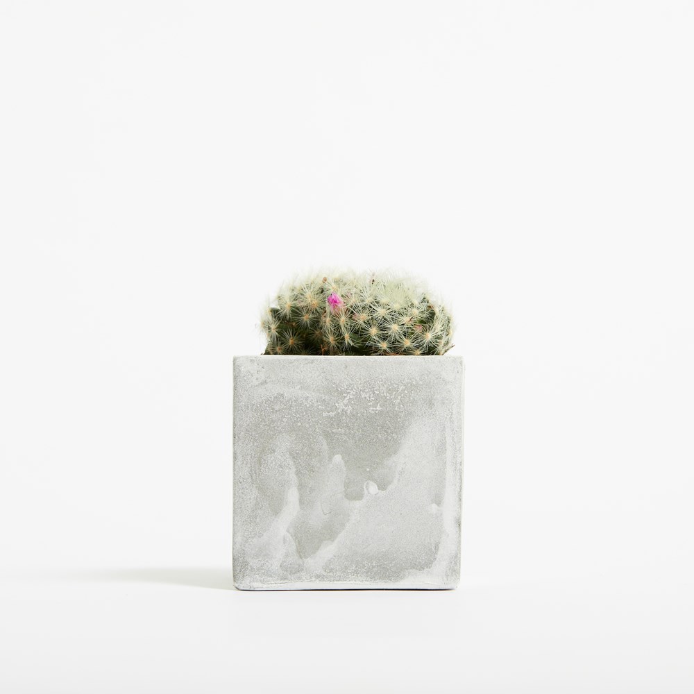 Concrete Hey Pot - Plant